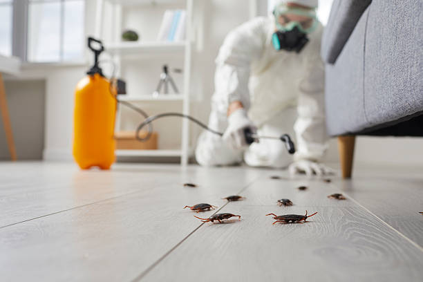 Post-Treatment Bed Bug Interceptor Monitoring in Waimea